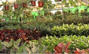 נופר - המרכז הארצי להידרופוניקה