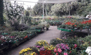 משתלת כדורי