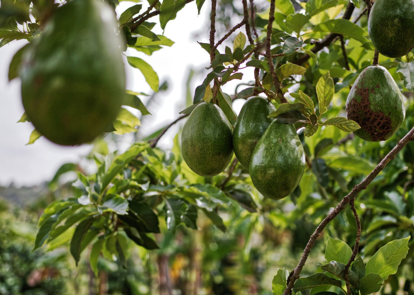 גידול אבוקדו